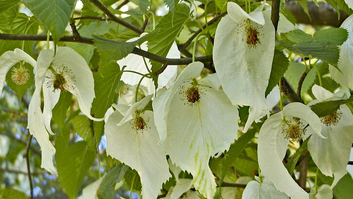 Taschentuchbaum