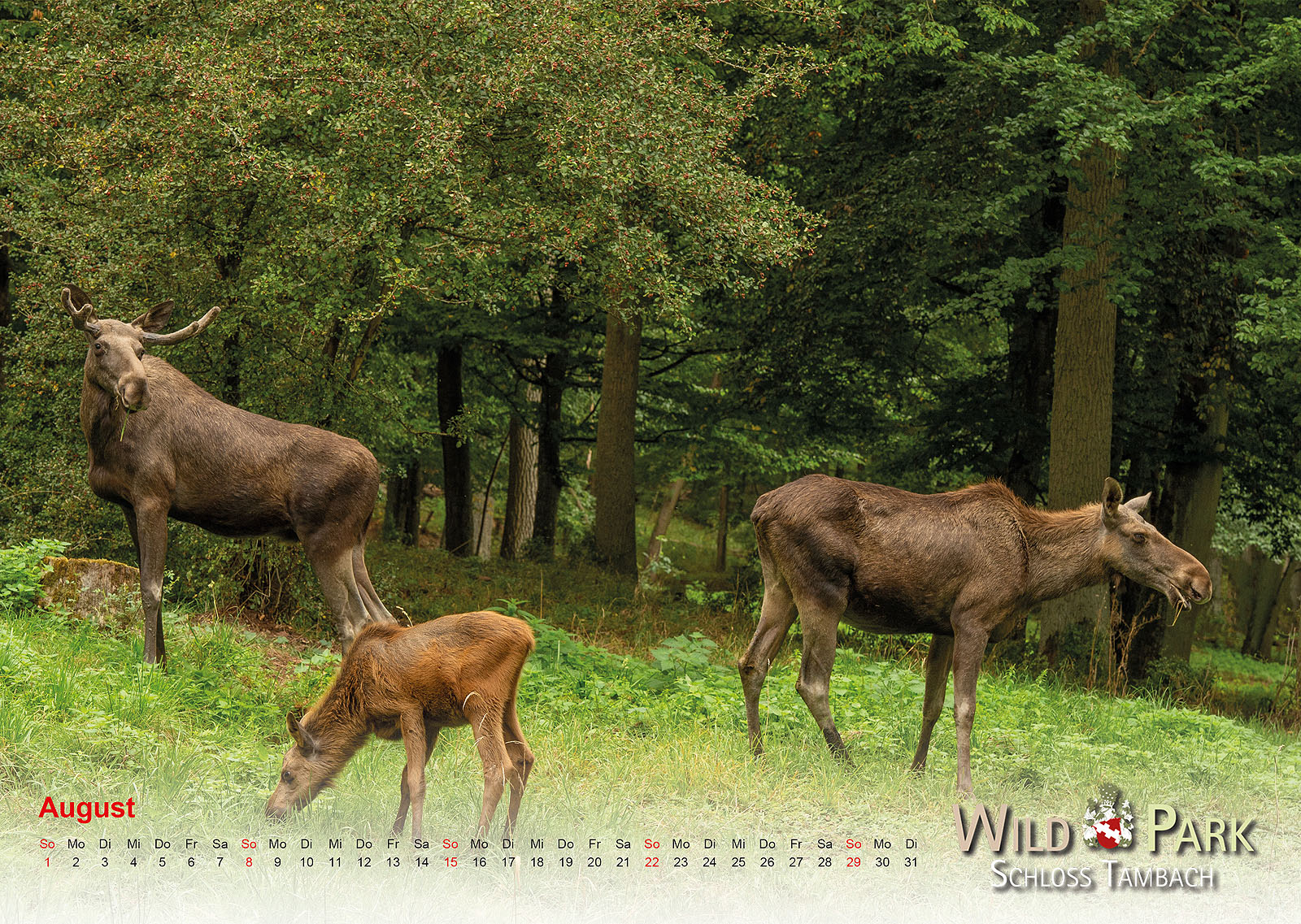 Elchfamilie Kalender 2021