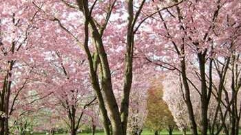Japanische Kirsche