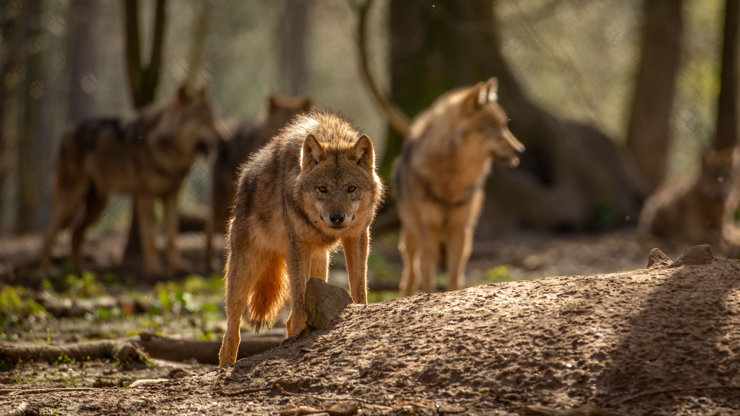 Unsere Tiere - WildPark Schloss Tambach - WildPark Schloss Tambach