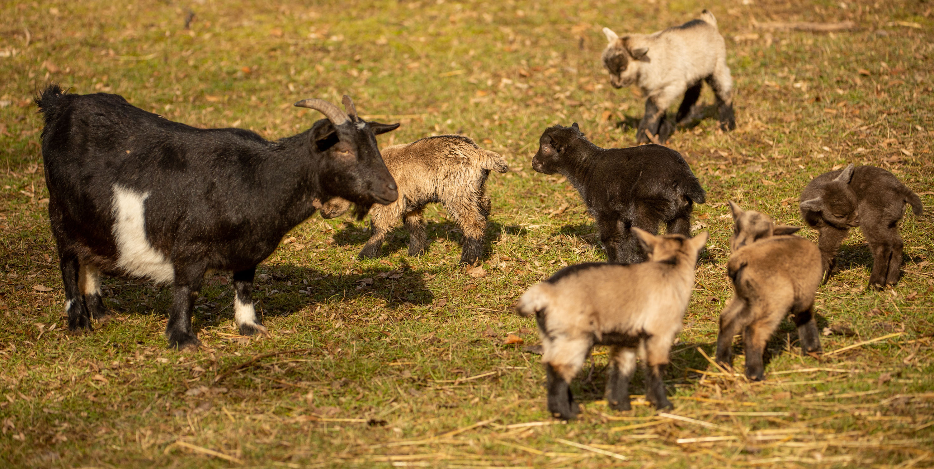 Öffnungszeiten und Preise - Ihr Besuch - WildPark Schloss Tambach