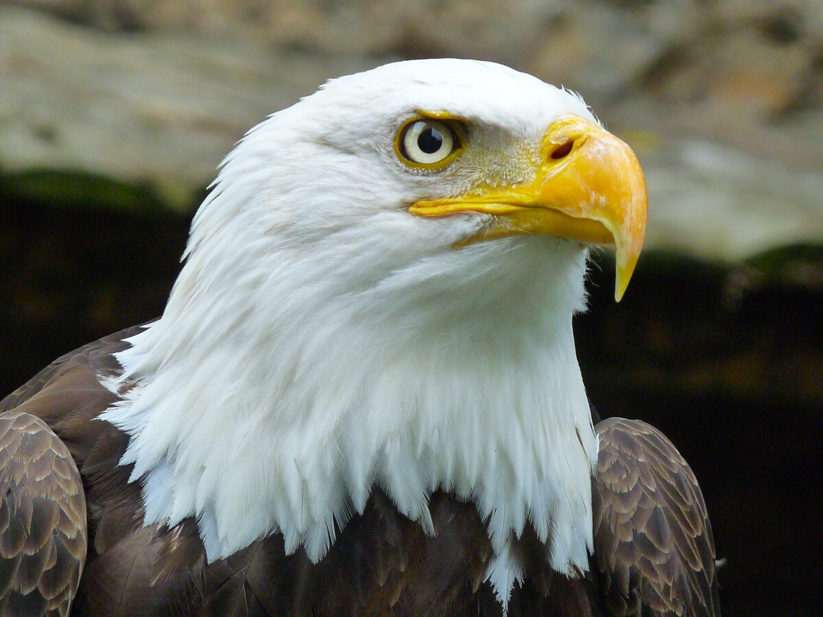Adler Tiere WildPark Schloss Tambach