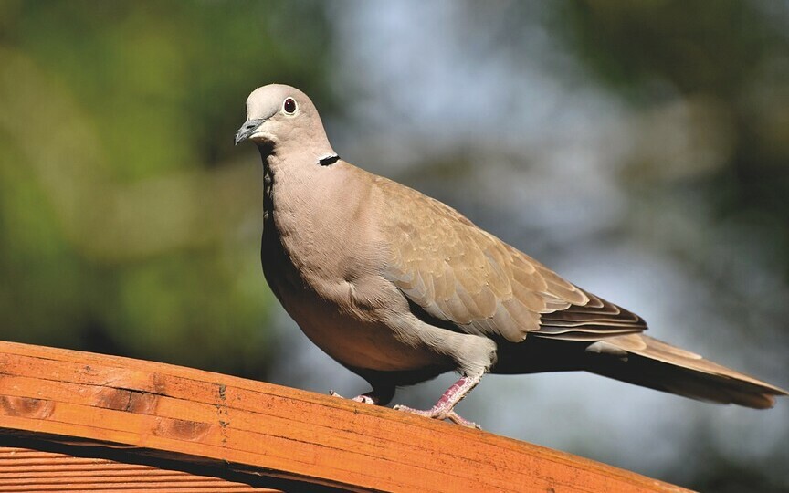 Lachtaube Tiere WildPark Schloss Tambach