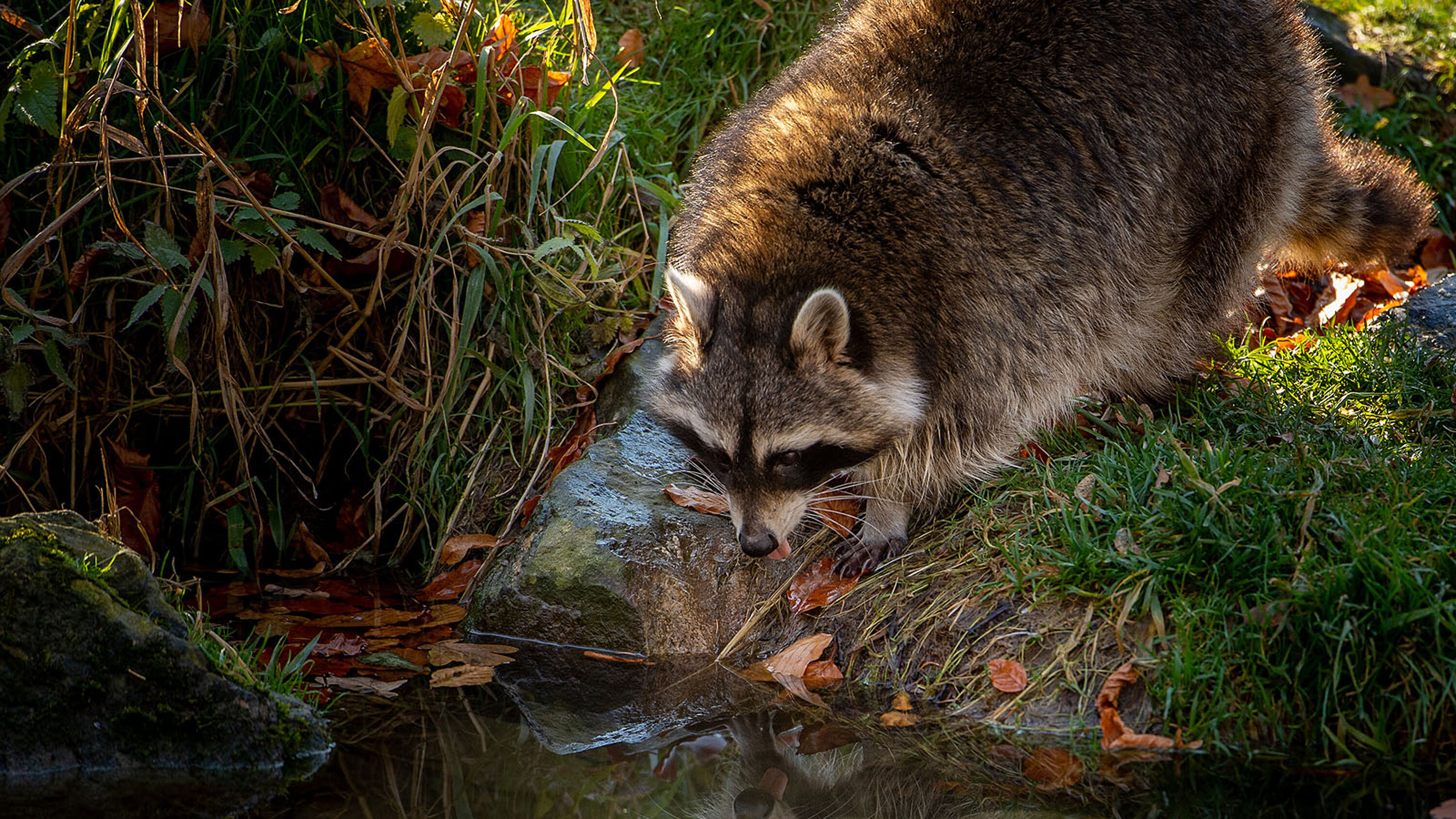 Aktuelles - Ihr Besuch - WildPark Schloss Tambach