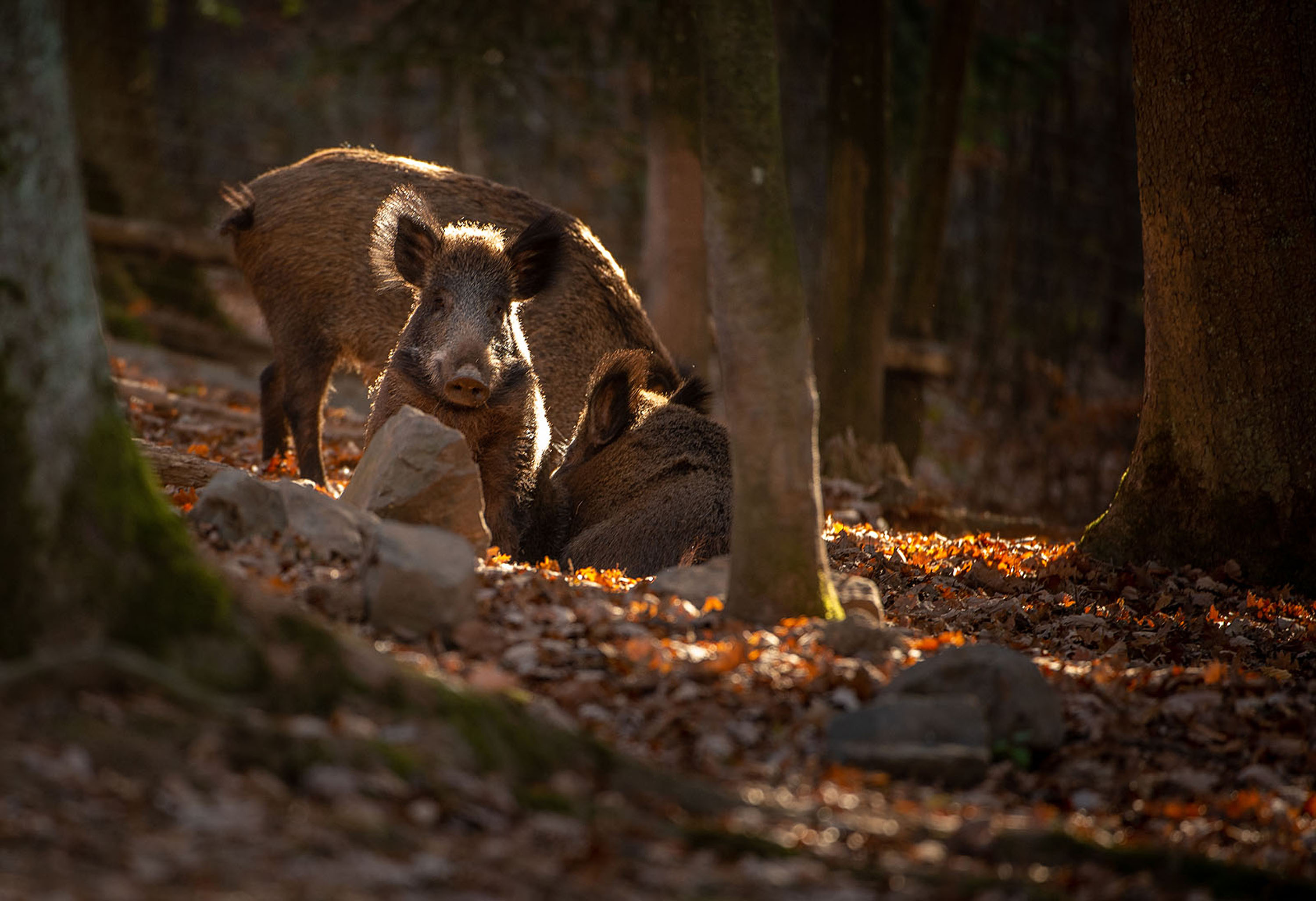 Einzigartige Kombination aus Schlosspark und Tierpark - WildPark ...