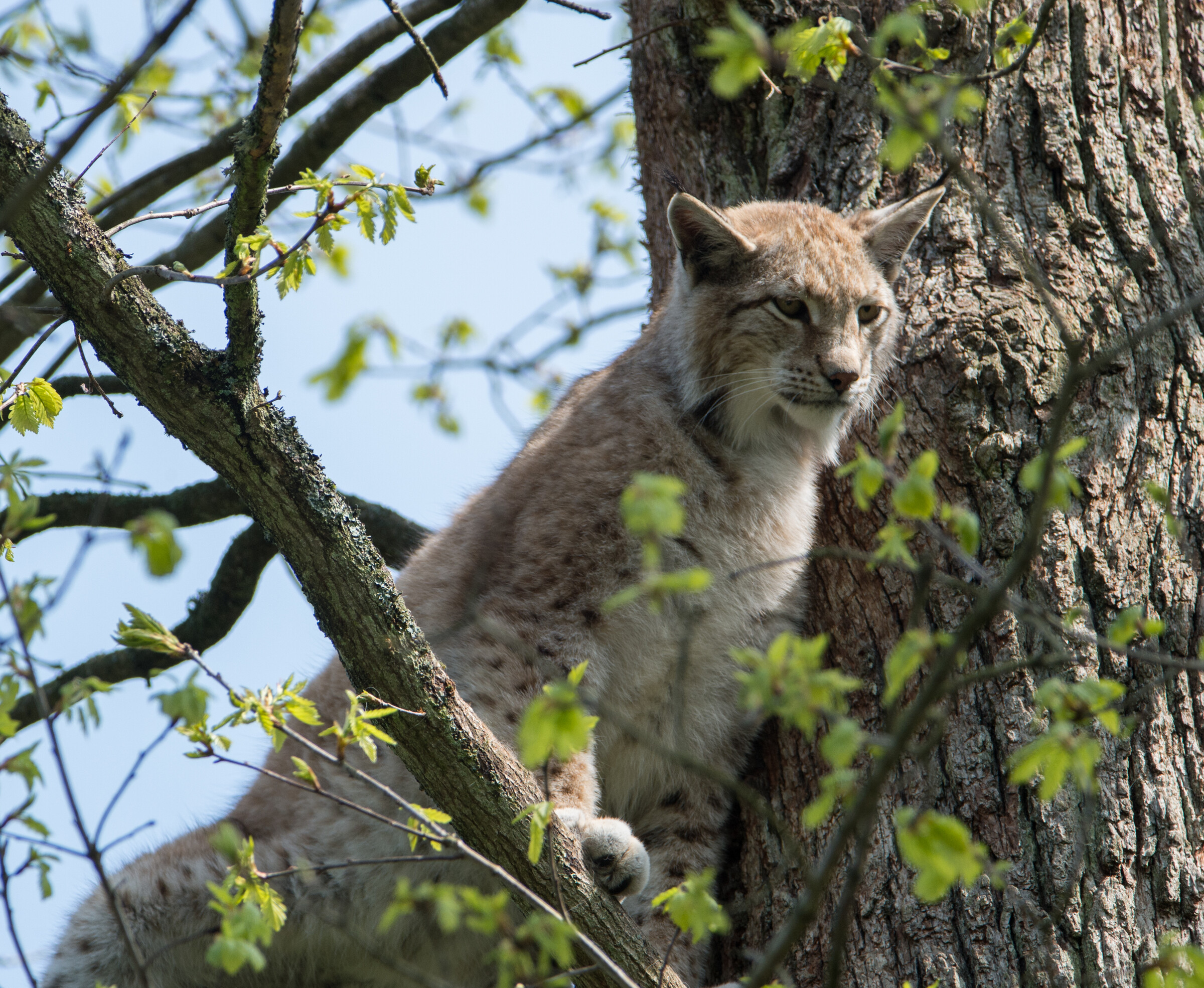 Einzigartige Kombination aus Schlosspark und Tierpark - WildPark ...