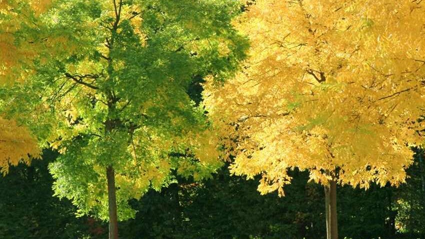 Japanischer Schnurbaum