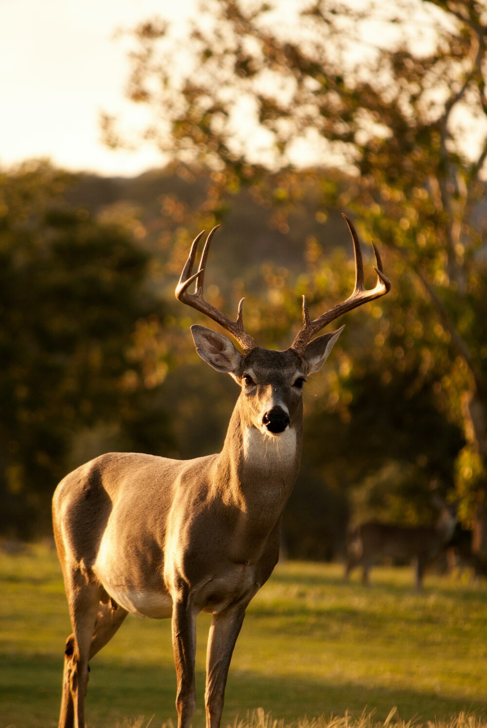 Tambach Einzigartige Kombination aus Schlosspark und Tierpark - WildPark ...