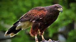 Wüstenbussard